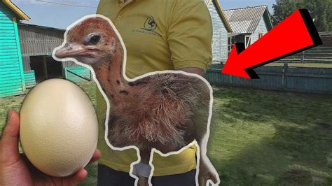 HATCHING A SUPERMARKET OSTRICH EGG! PART 2 — OVOSCOPY