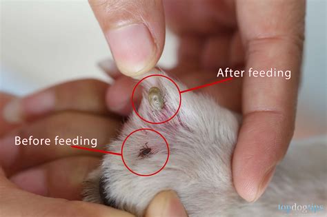 What Does a Tick Look Like on a Dog? – Top Dog Tips