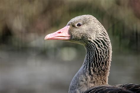 Premium Photo | Greylag goose