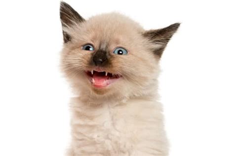 Cat Panting — Why Do Cats Pant and What to Do About Cats Panting - Catster