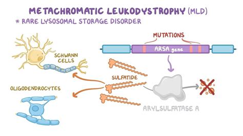 Metachromatic leukodystrophy (NORD): Video & Anatomy | Osmosis