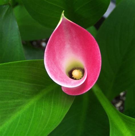 Does a Lily Flower Have Special Meaning? - Birds and Blooms