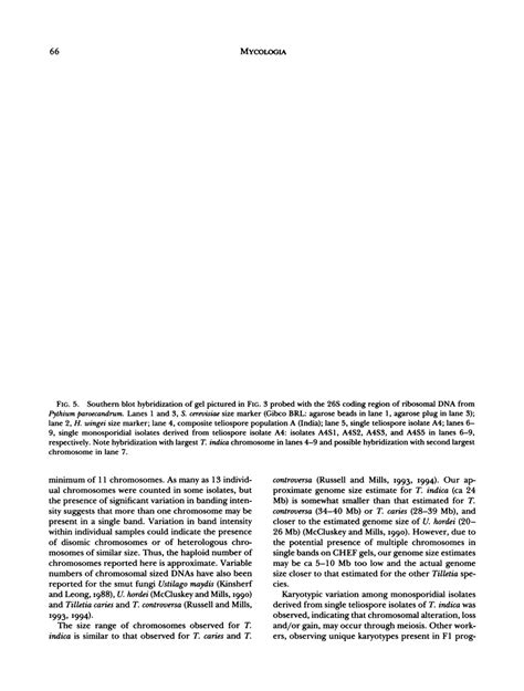 Southern blot hybridization of gel pictured in Fig. 3 probed with the ...