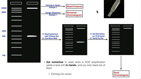 Biotechniques | Principles of Gel Extraction - YouTube