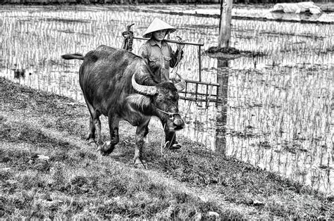 Water Buffalo Farming Asia Photograph by Chuck Kuhn - Fine Art America