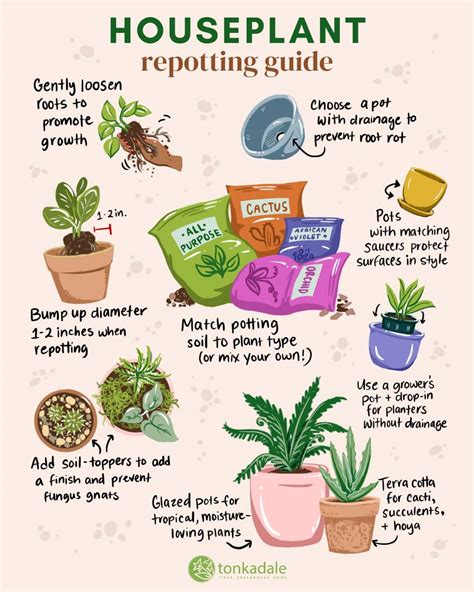 Your Guide to Repotting Indoor Plants - Tonkadale