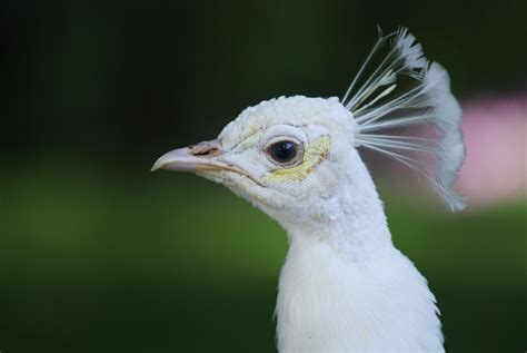 Gambar : alam, sayap, margasatwa, paruh, merapatkan, fauna, mata, bertulang belakang, fotografi ...