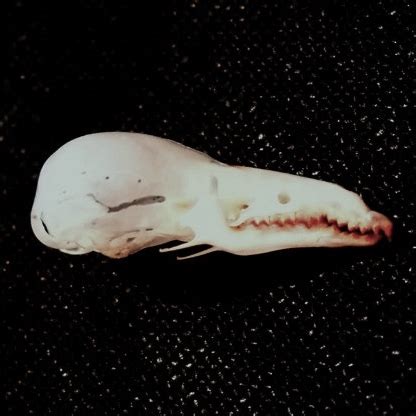 Masked shrew skull, Sorex cinereus 5/8" - Land of StrangeLand of Strange