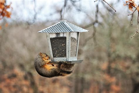 Squirrel On Hanging Bird Feeder Free Stock Photo - Public Domain Pictures