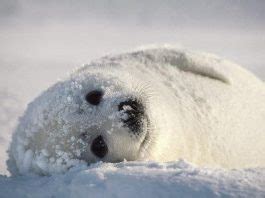 Harp Seal Facts For Kids | Harp Seal Habitat