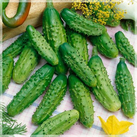 50 Seeds Natural Gherkin Cucumber Seeds Herliom A094 | Etsy