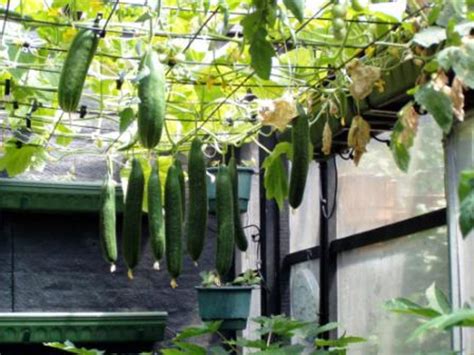 Everything You Need to Know About Growing Cucumbers - Dengarden