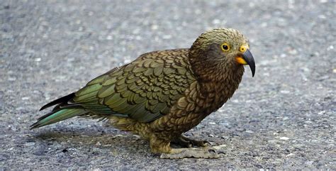 New Zealand's 3 Parrot Species - The 3 K's - New Zealand Nature Guy