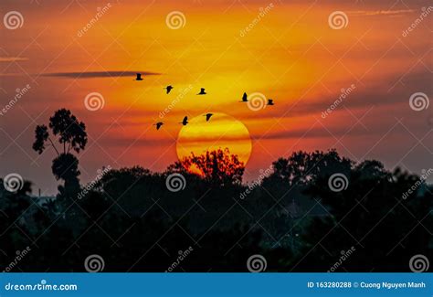 Flock of Birds Flying in the Sunset Stock Photo - Image of color, environment: 163280288