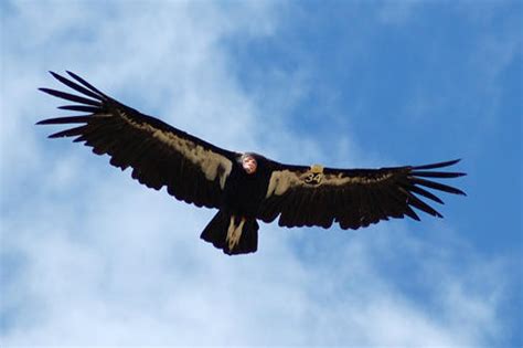 Banning Lead Ammunition from Condor Habitat | Audubon California