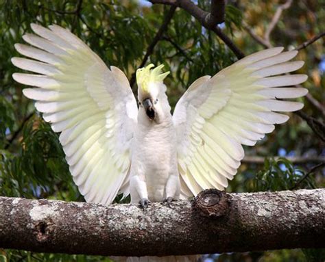 Sulphur Crested Cockatoo Facts | Anatomy, Diet, Habitat, Behavior - Animals Time