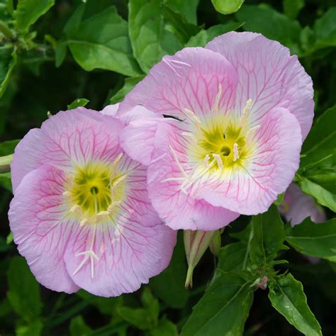 Showy Evening Primrose Wildflower Gardening Seeds - 1 Oz - Wild Flower ...