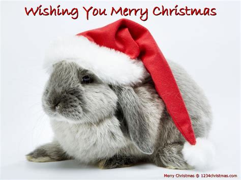 🔥 [50+] Christmas Bunny Wallpapers | WallpaperSafari