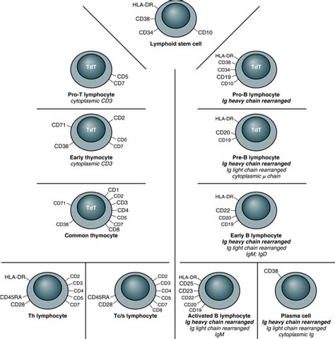 Cells and Cellular Activities of the Immune System: Lymphocytes and Plasma Cells | Oncohema Key