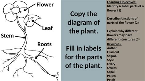 Flower Structure & Function | Teaching Resources