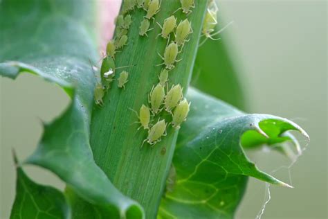 Aphids > Diagnostic And Tips For Controlling 🌿 PlantIn