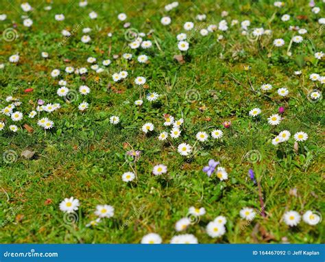 Daisies in the grass stock photo. Image of white, yellow - 164467092