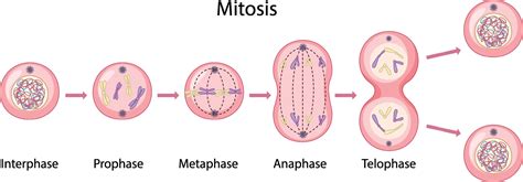 Mitosis Anaphase Diagram