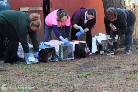 Trap-Neuter-Return Clinic on Chincoteague Island, Virginia, Benefits ...