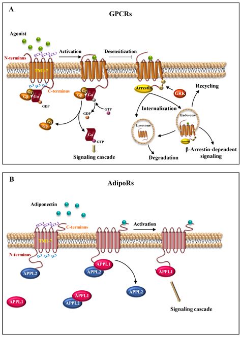 IJMS | Free Full-Text | Unraveling the Role of Adiponectin Receptors in Obesity-Related Breast ...