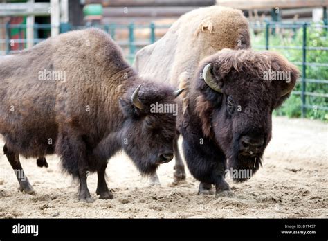 Berlin zoo hi-res stock photography and images - Alamy