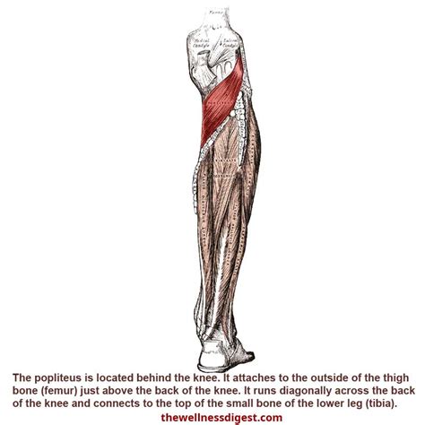 Popliteus Muscle: Pain in the Back of the Knee - The Wellness Digest