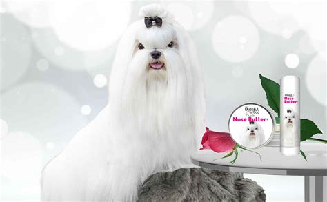 Maltese Grooming Supplies & Dog Skin Care Products - The Blissful Dog