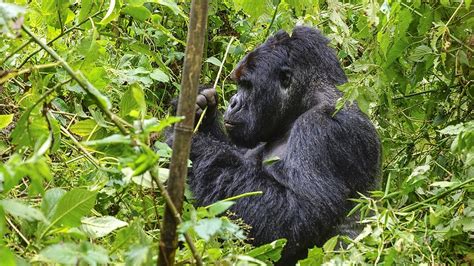 Gorilla adaptations : Mountain gorilla adaptations, Behavioural adaptations