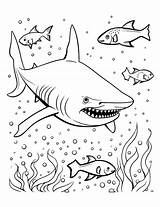 Whale Shark Coloring Pages sketch template