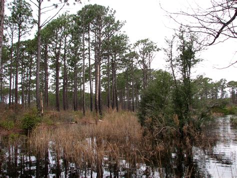 Best Hikes in Croatan National Forest (NC) - Trailhead Traveler