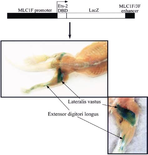 Transgene construction and expression pattern. Transgene expression was ...