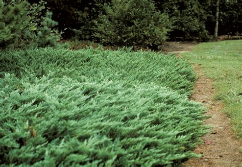 Juniperus Horizontalis - Creeping Juniper #3 | Flowers, Plants & Shrubs | SiteOne