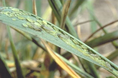 Greenbug | Wheat | Crop Pests | Insect Information | Extension ...