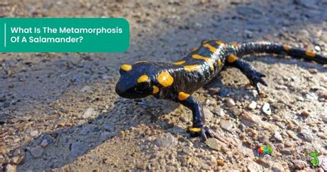 Do Salamanders Go Through Metamorphosis? Let’s Find Out