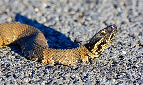 Cottonmouths in Oklahoma: Where They Live and How Often They Bite - AZ Animals