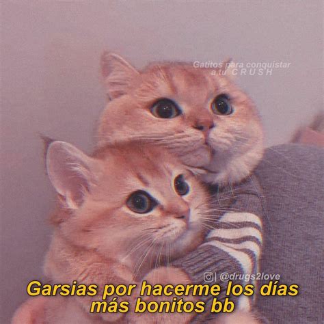 Gracias tkm ️ | Frases gatos, Imágenes divertidas, Memes románticos