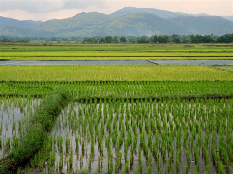 PhD Research Abroad: Birds in Rice Fields of the Philippines | Centre for Wildlife Assessment ...