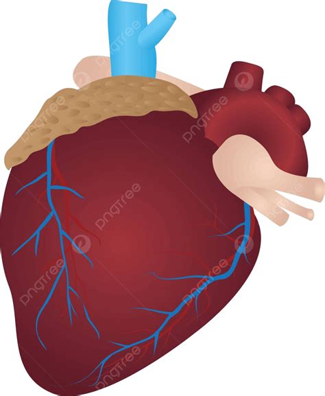 Human Heart Drawing Cardiology Vector Vector, Drawing, Cardiology, Vector PNG and Vector with ...