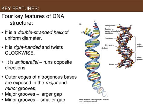 PPT - UNIT 4 DNA and Its Role in Heredity PART ONE: DNA Structure/Function PowerPoint ...