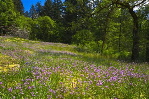 Amazing Forest Glade with Pink and Lilac Wildflowers Stock Photo - Image of freshness, glade ...