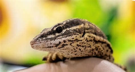 Ackie Monitor Lizard Diet & Food List - Lemmikit vaa'oilla