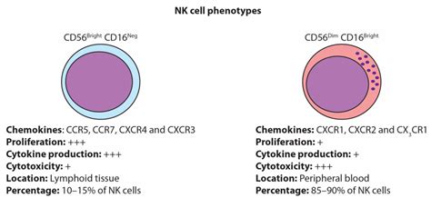 Cancers | Free Full-Text | Targeting NK Cells to Enhance Melanoma Response to Immunotherapies