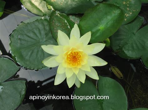 A Pinoy in Korea: Touring South Korea: The Muan White Lotus Festival