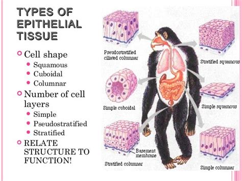 Presentation Animal Tissues - Jasveer Rana