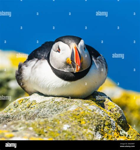 Atlantic Puffin, Fratercula arctica in habitat Stock Photo - Alamy